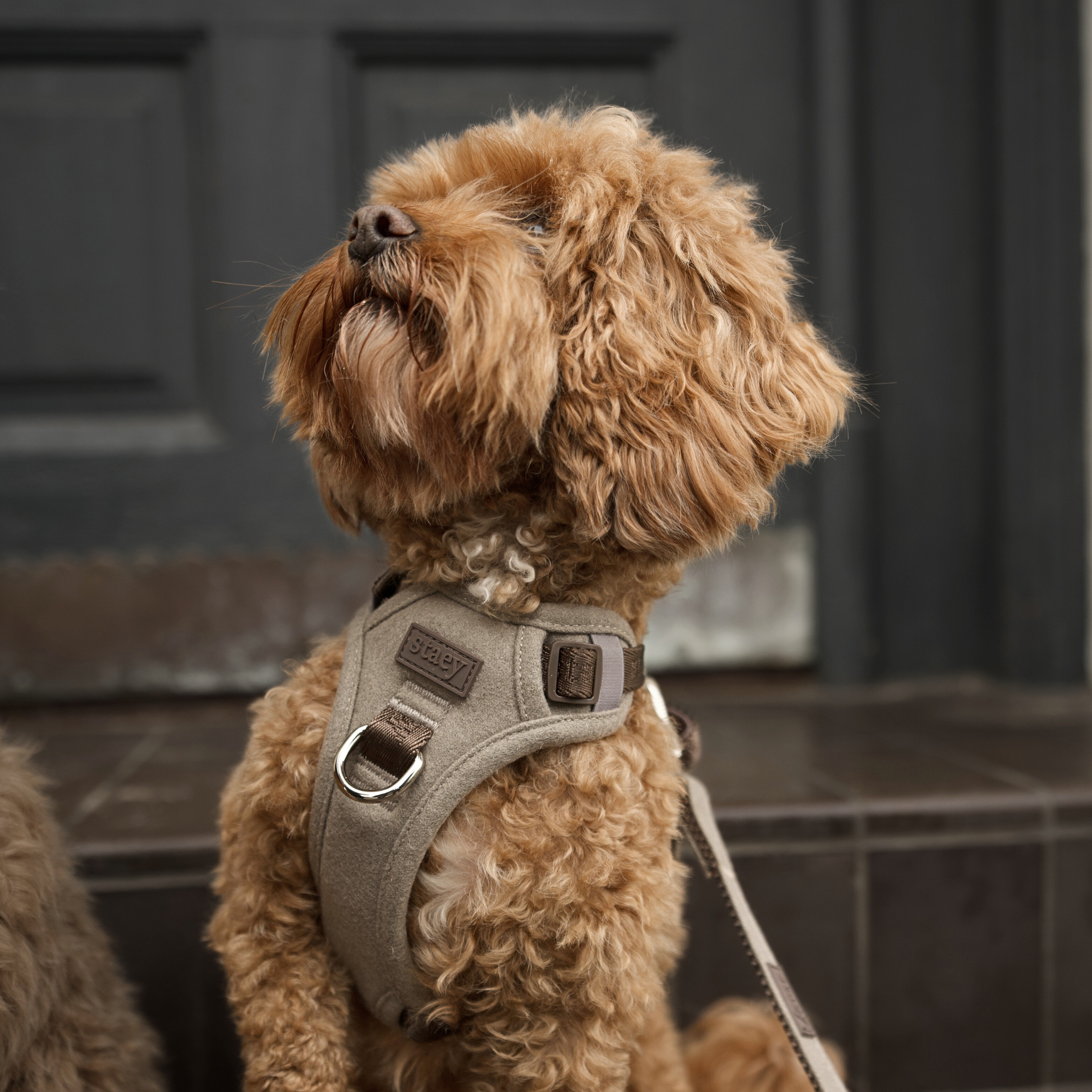 Elma Dog Harness | Sand