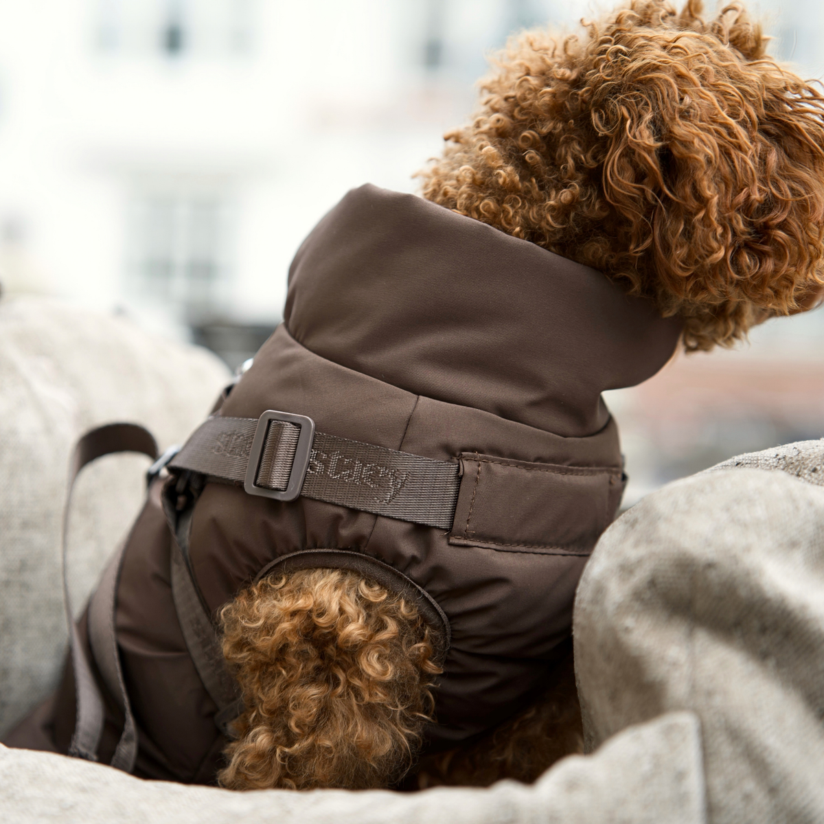 Vera Hundemantel mit integriertem Geschirr | Chestnut