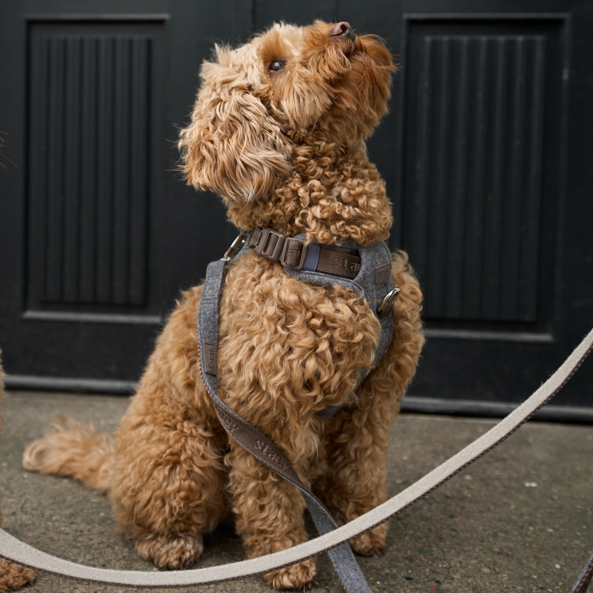 Elma Dog Harness | Stone
