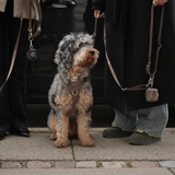 Elma Active Dog Harness | Taupe