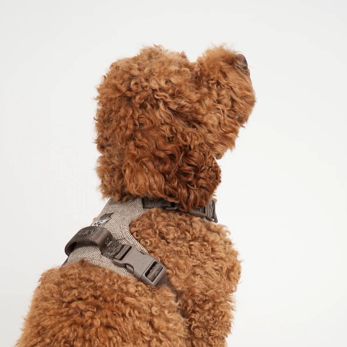 Dog Harness Elma | Mocca