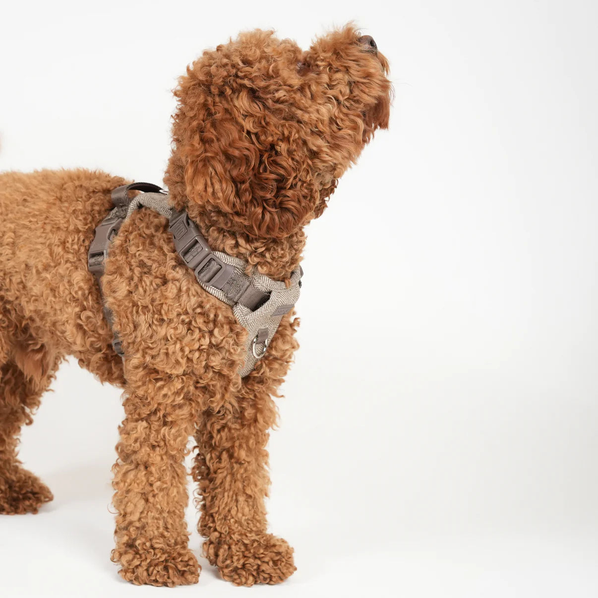 Dog Harness Elma | Mocca