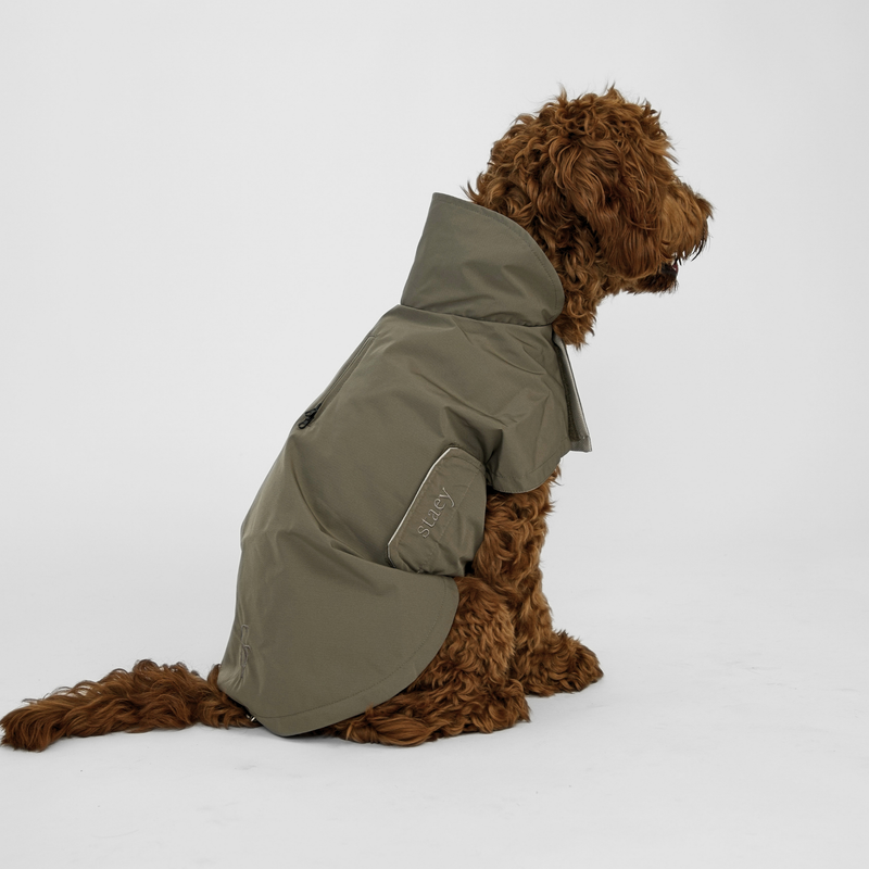 Cockapoo sitting in the olive green rain coat, seen from behind