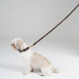 Leather Dog Collar Grace | Espresso