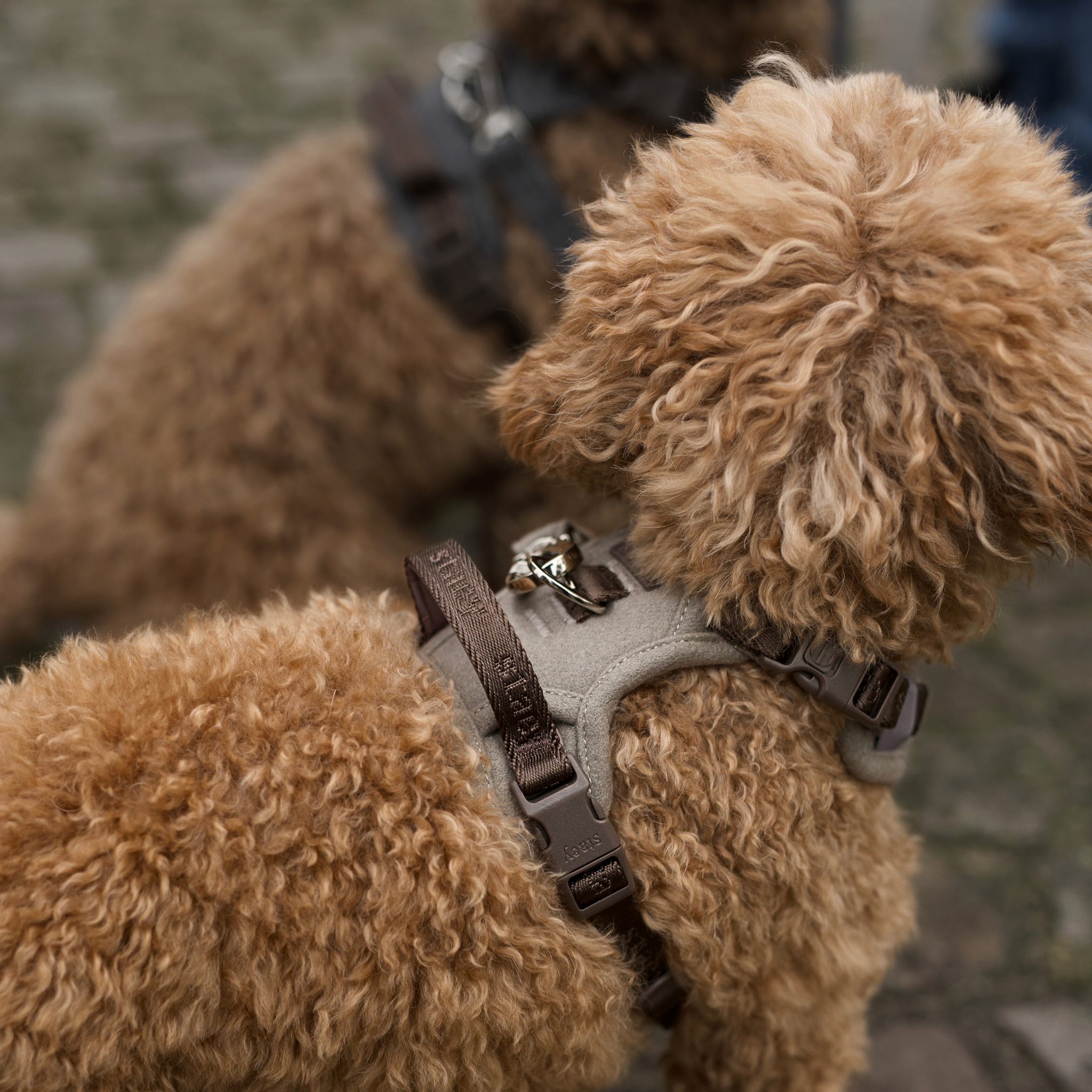 Elma Dog Harness | Sand