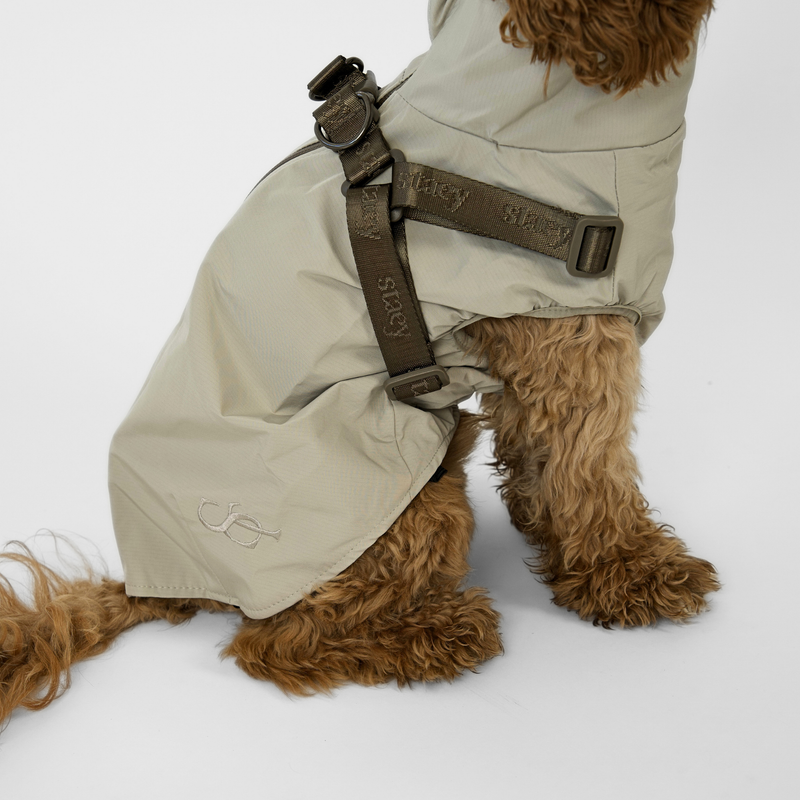 Cockapoo in the nature beige rain coat with harness, seen from the side