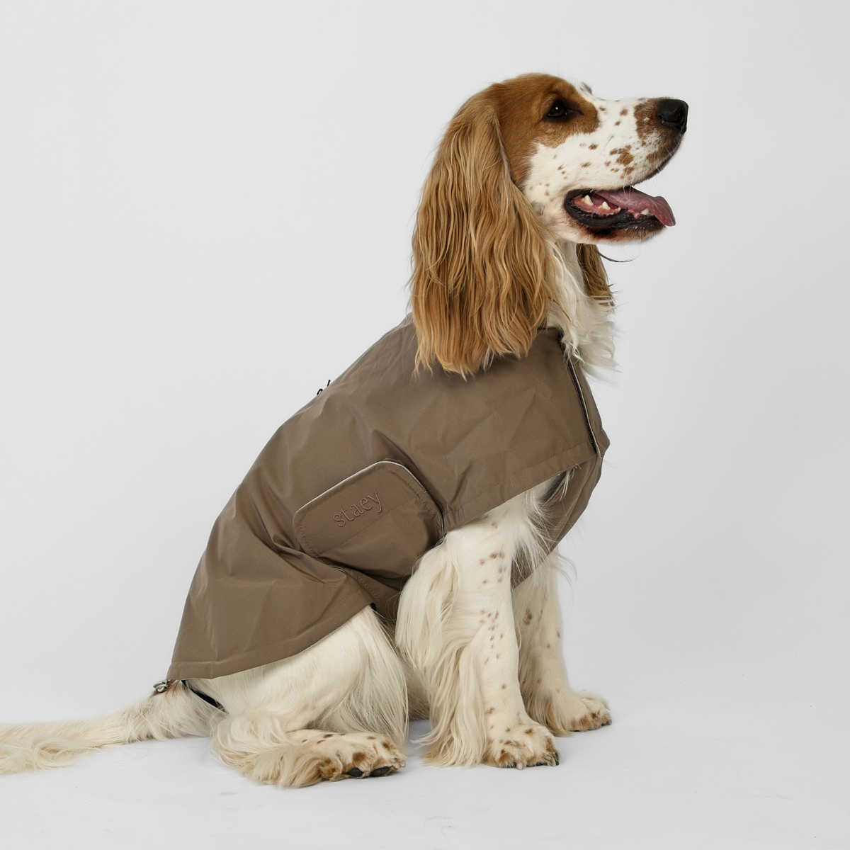 Cocker spaniel seen from the side in the taupe Taja rain coat