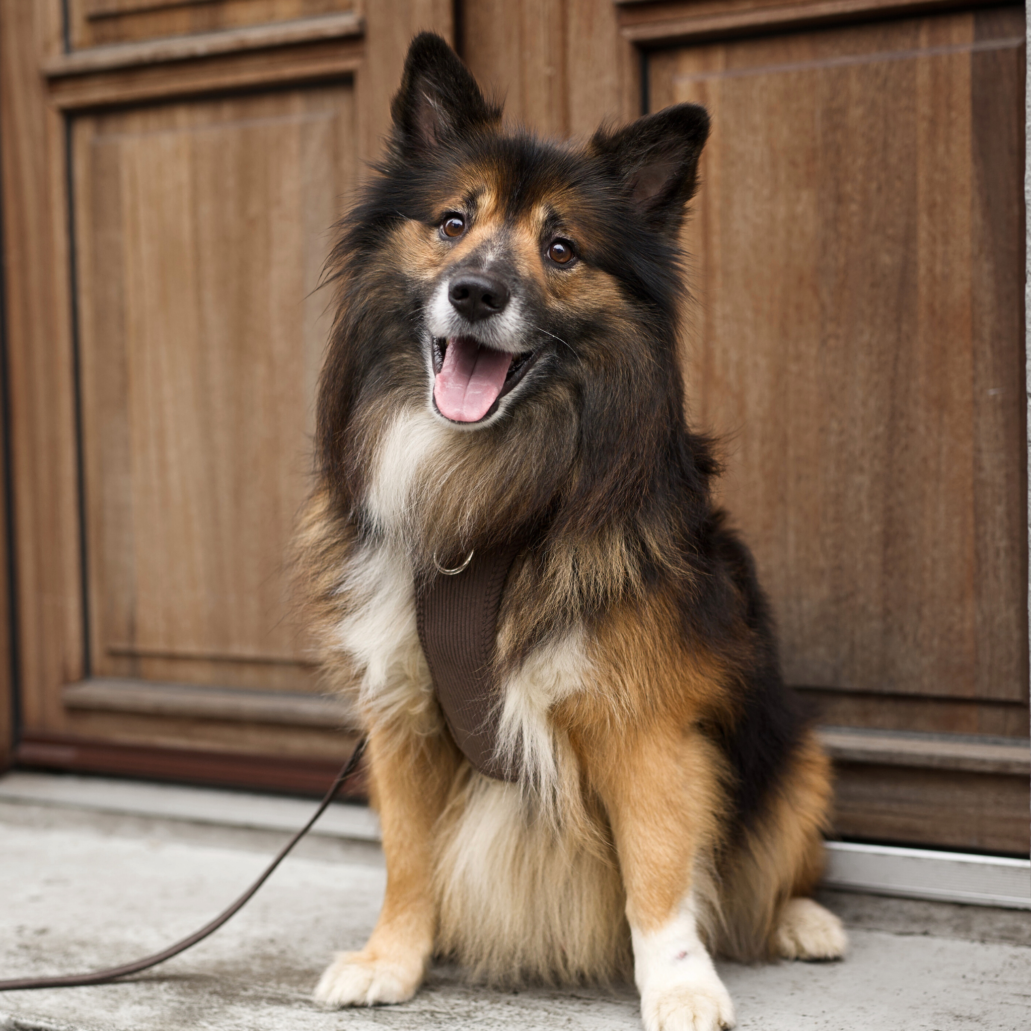 Elma Dog Harness | Dark Oak