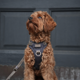 Elma Active Dog Harness | Storm