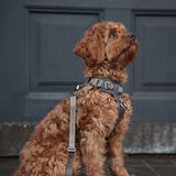 Elma Active Dog Harness | Storm