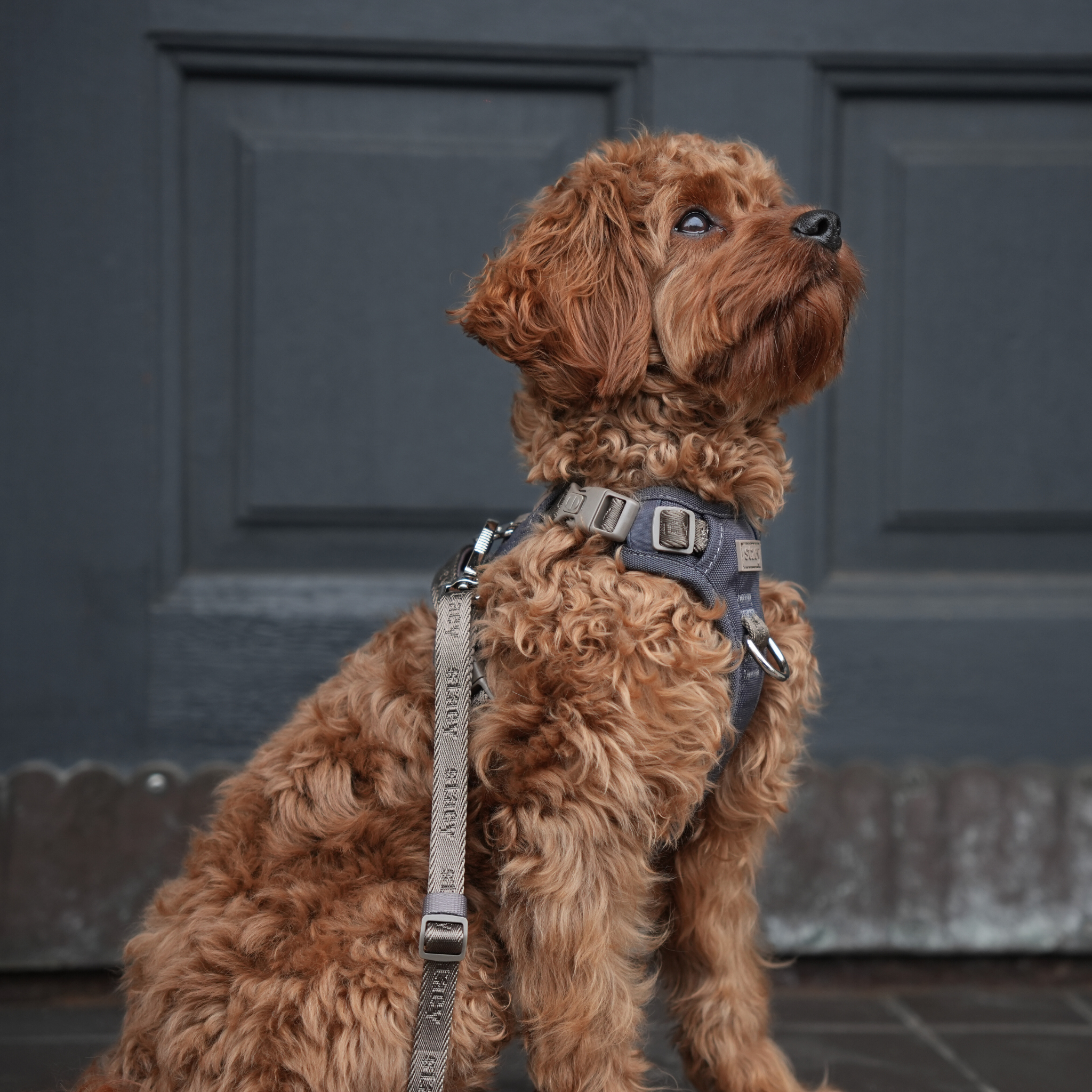 Elma Active Dog Harness | Storm