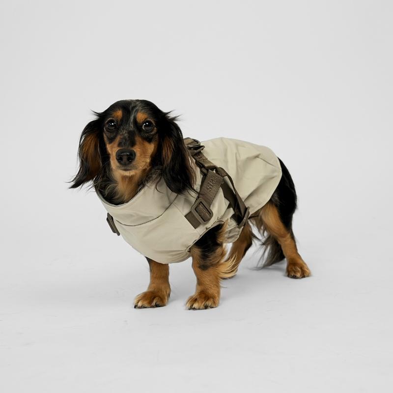 Long-haired dachshund standing in a nature beige rain coat with harness