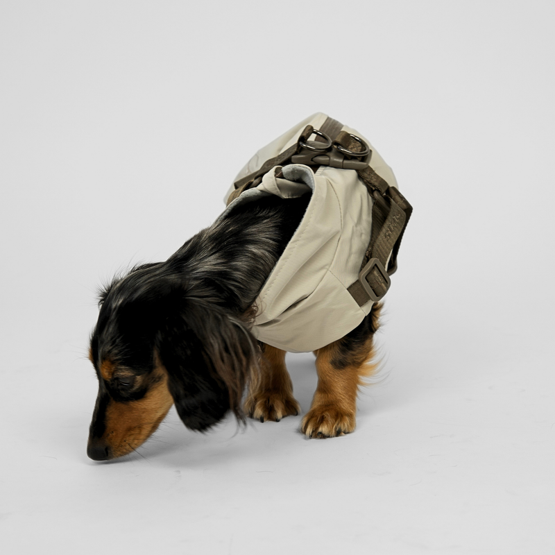 Long-haired dachshund sniffing the ground in the nature beige rain coat