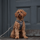 Elma Active Dog Harness | Storm