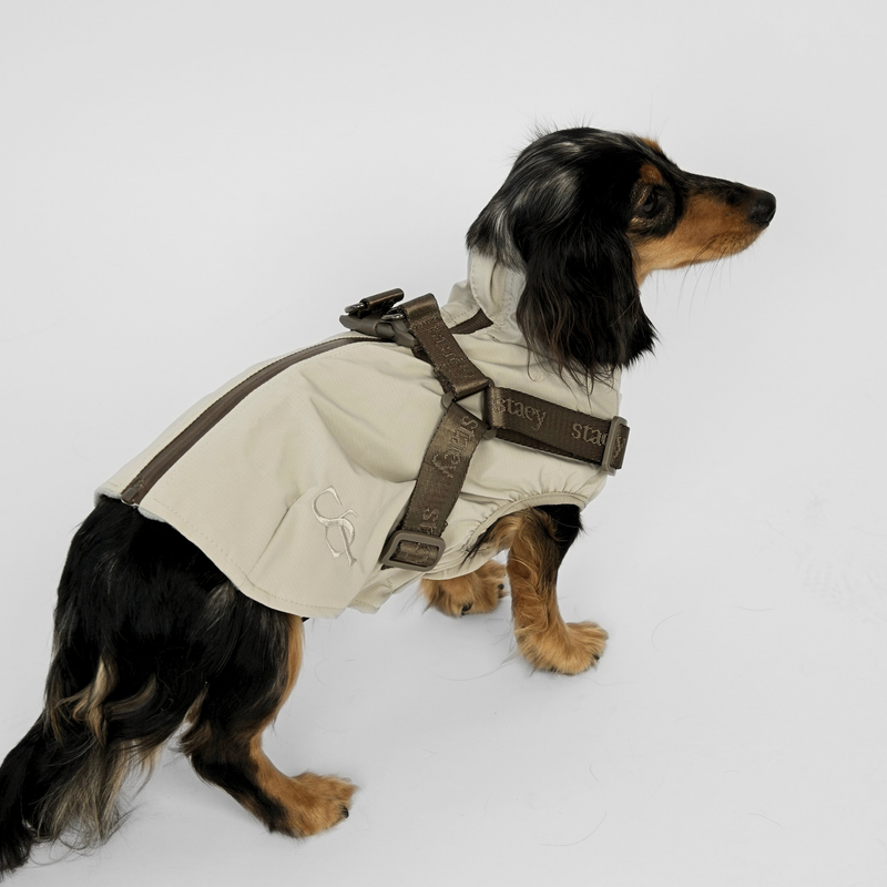 Long-haired dachshund in the nature beige rain coat with harness, seen from the side