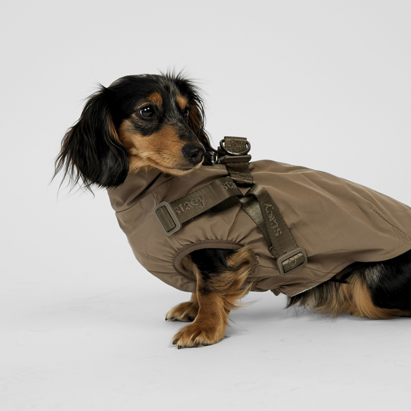 Long-haired dachshund lying down in a taupe rain coat with harness