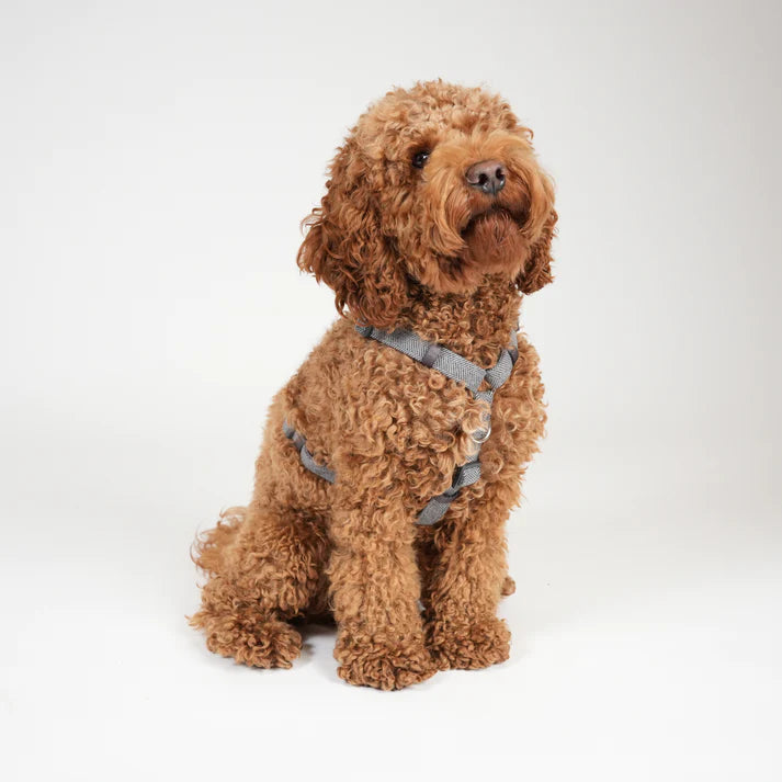 H-Strap Dog Harness Tara | Dusty Blue