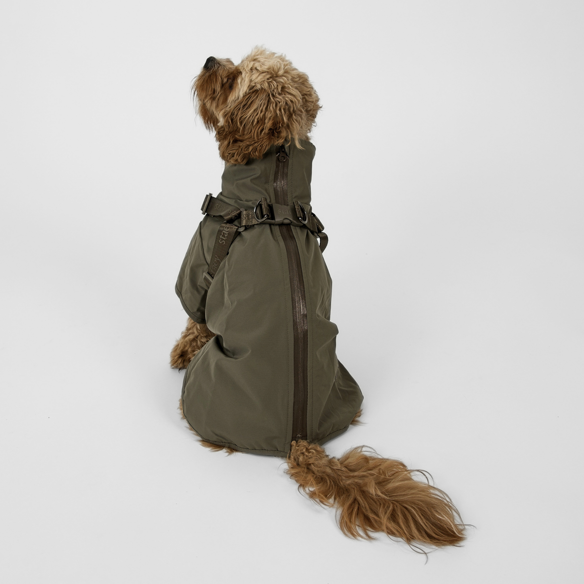 Cavapoo seen from behind in the moss green Leva rain coat