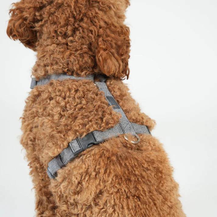 H-Strap Dog Harness Tara | Dusty Blue