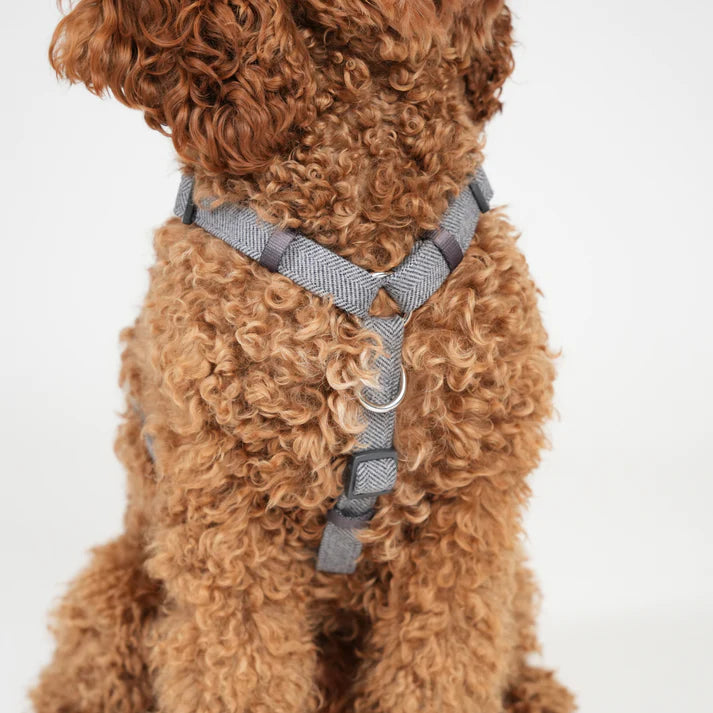 H-Strap Dog Harness Tara | Dusty Blue