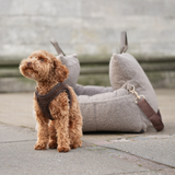 Step-In Dog Harness Teddy | Espresso