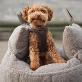Step-In Dog Harness Teddy | Espresso