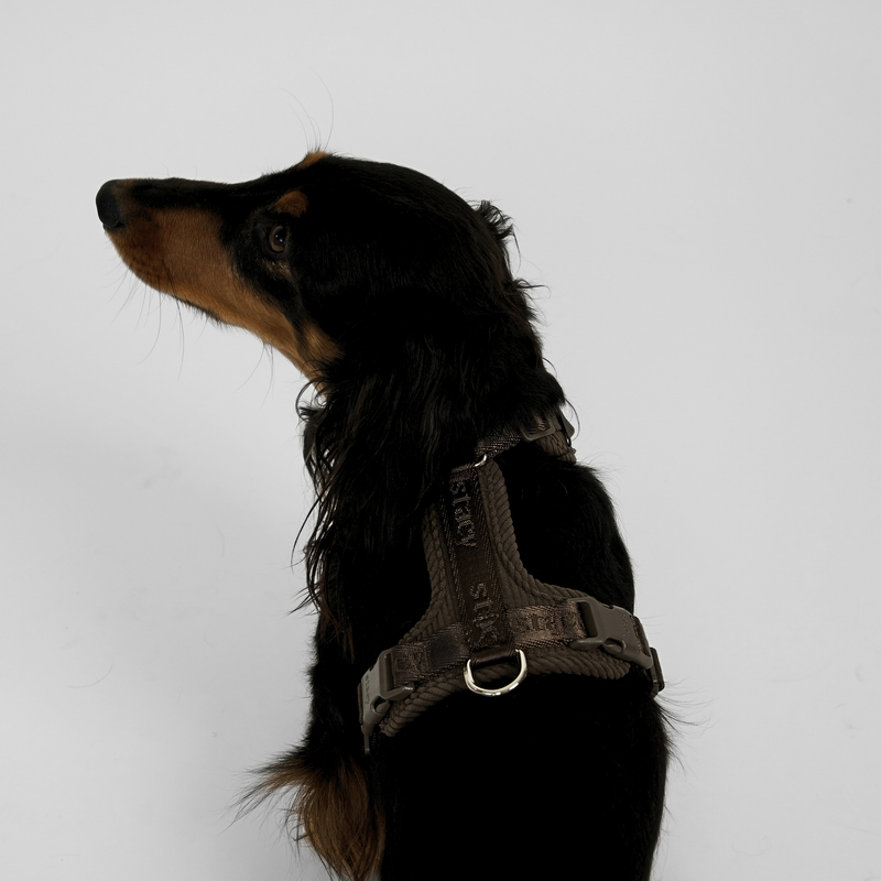 Long-haired dachshund in the dark oak Numa harness, head turned