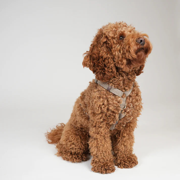 H-Strap Dog Harness Tara | Mocca