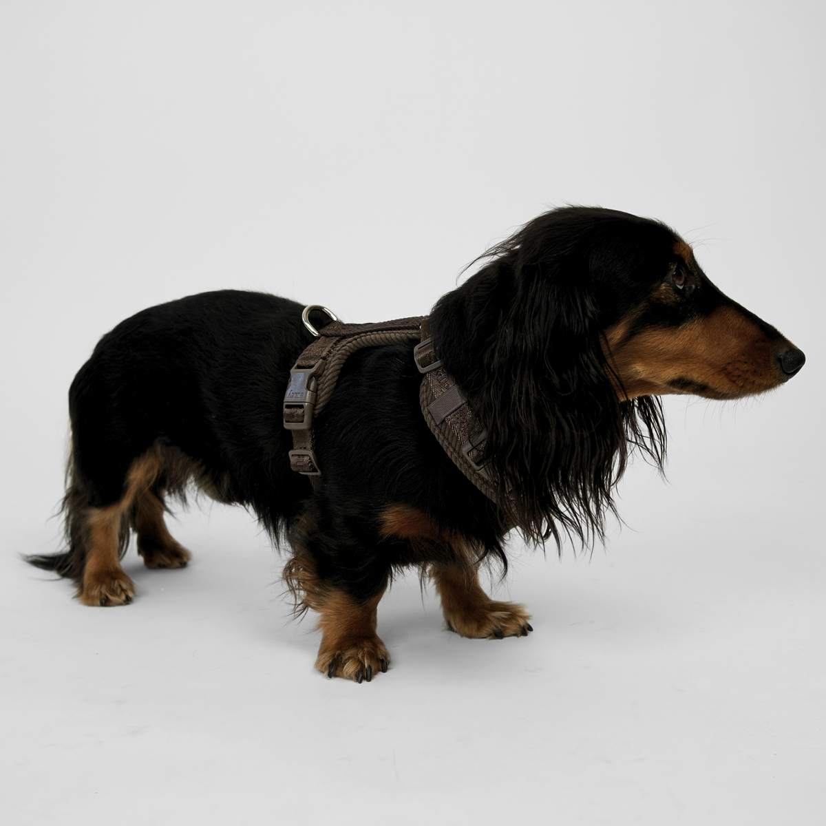 Long-haired dachshund in the dark oak Numa harness, seen from the side
