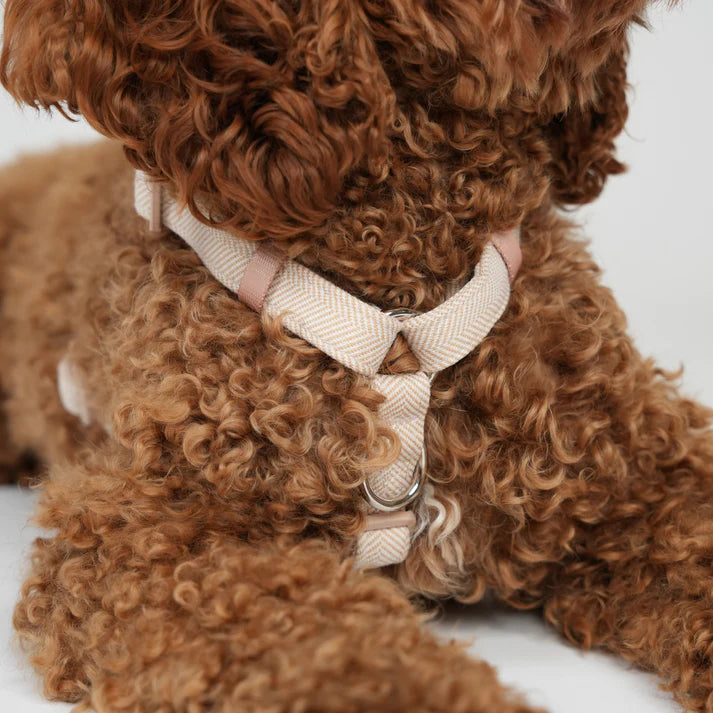 H-Strap Dog Harness Tara | Light Rose