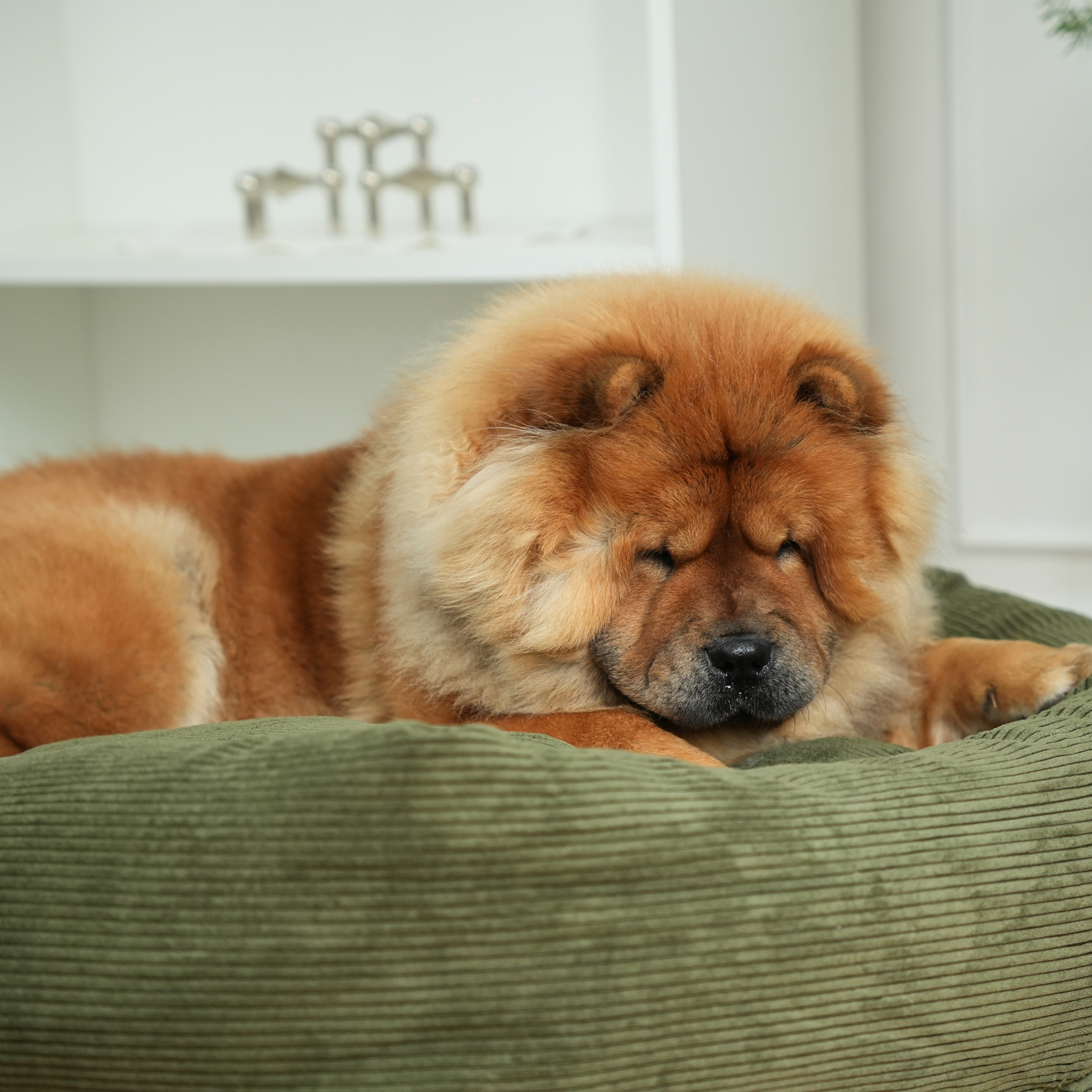 Luna Dog Bed 3.0 | Moss Green Corduroy