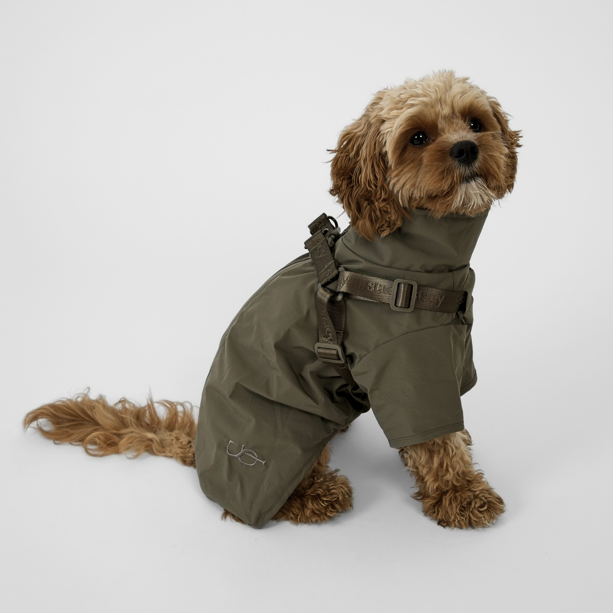 Ein Cavapoo in einem moss greenen Leva-Regenmantel mit Schnallengeschirr