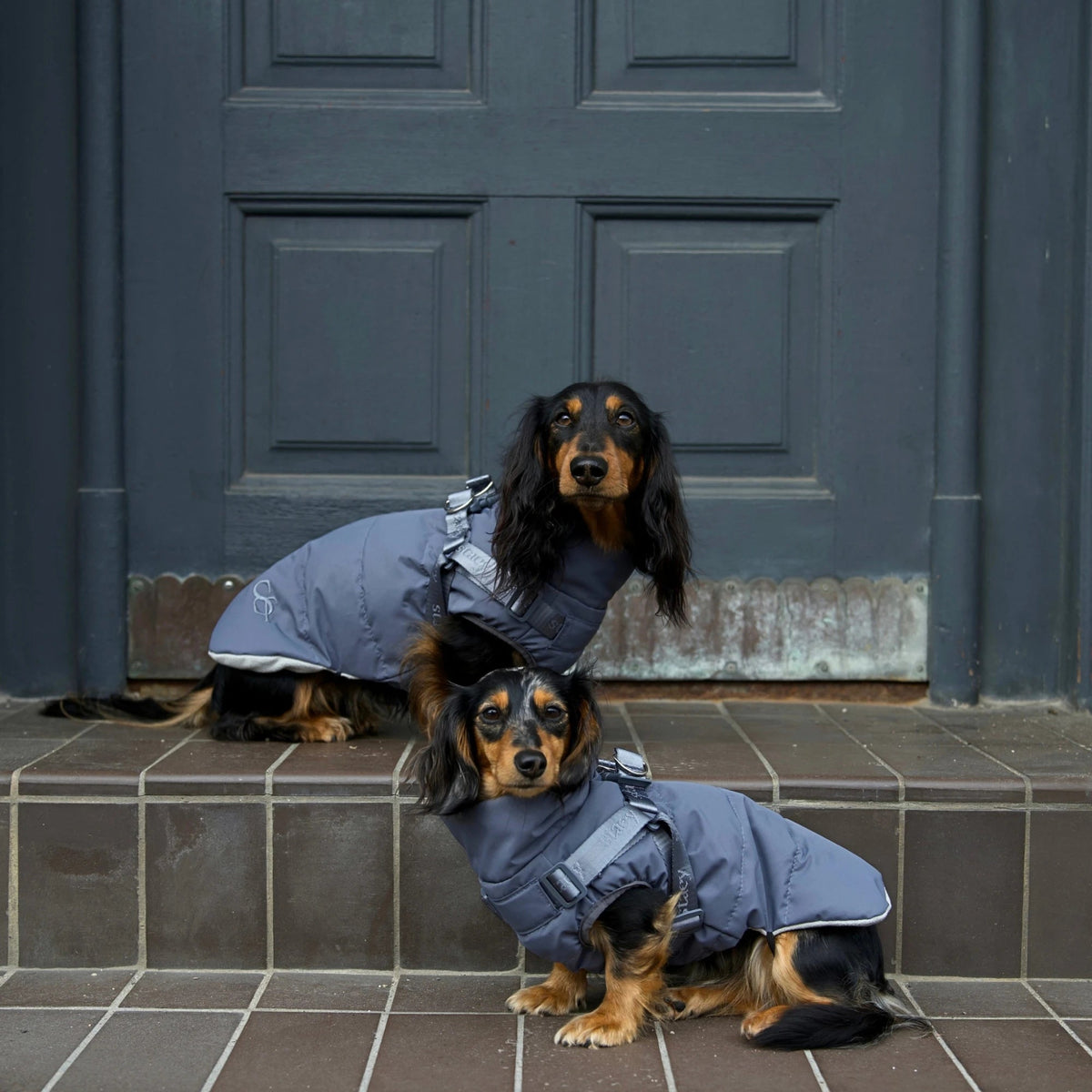 Two dachshunds in Vera coats on the doorstep