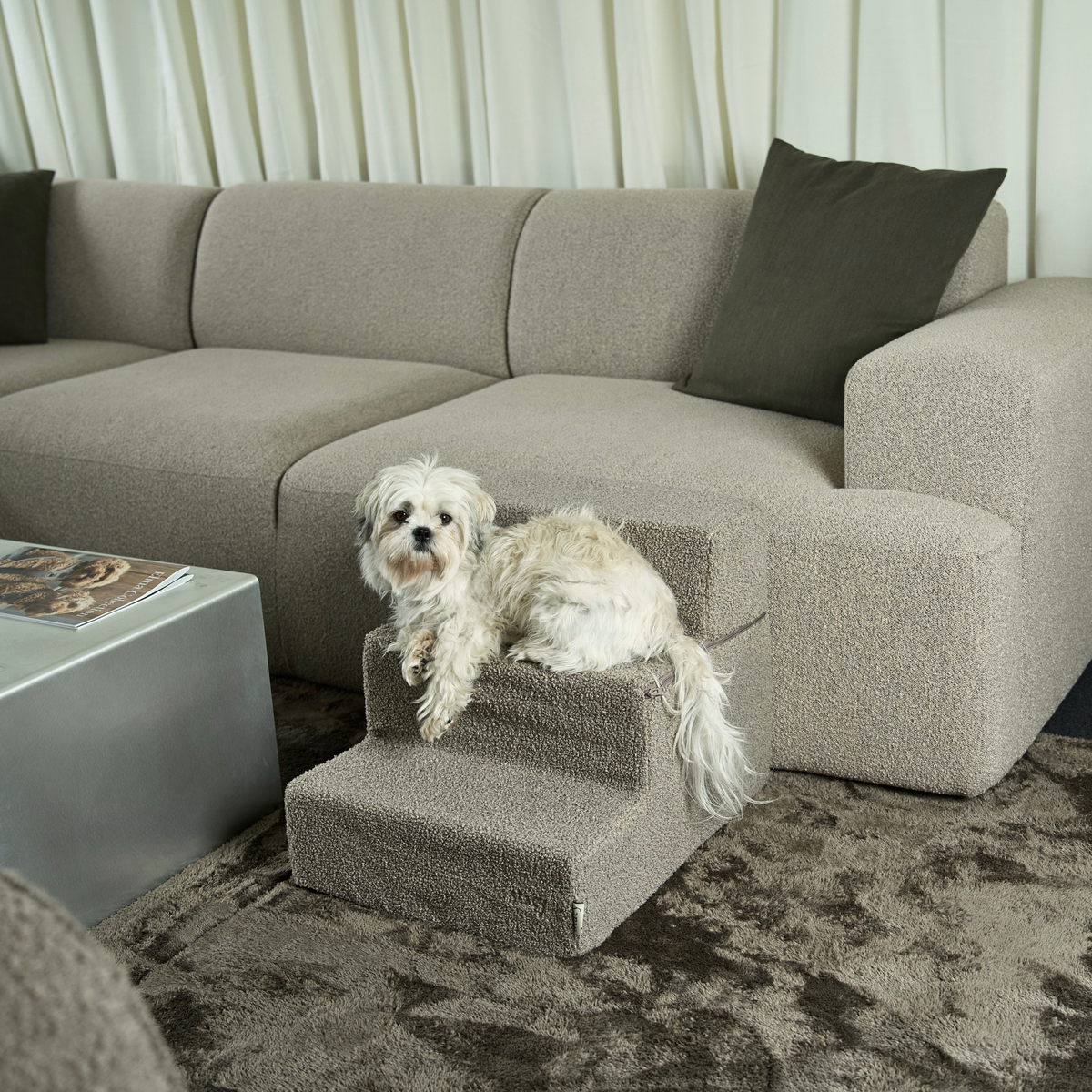 Hundetreppe | Teddy
